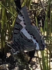Charaxes pelias
