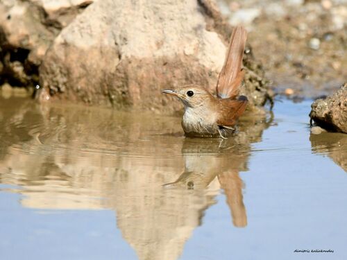 Common Nightingale