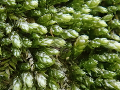 Plagiothecium cavifolium