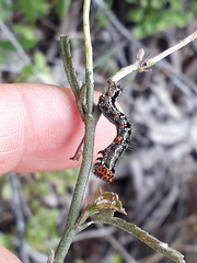 Acontia paratrigona
