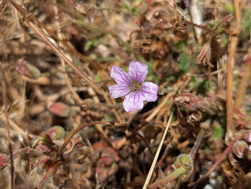 iNaturalist observation photo of Mediterranean Stork's-bill