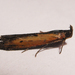 Lesser Cornstalk Borer Moth - Photo (c) C. Mallory, some rights reserved (CC BY-NC), uploaded by C. Mallory