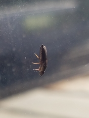 Scenopinus fenestralis