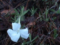 Mandevilla hypoleuca