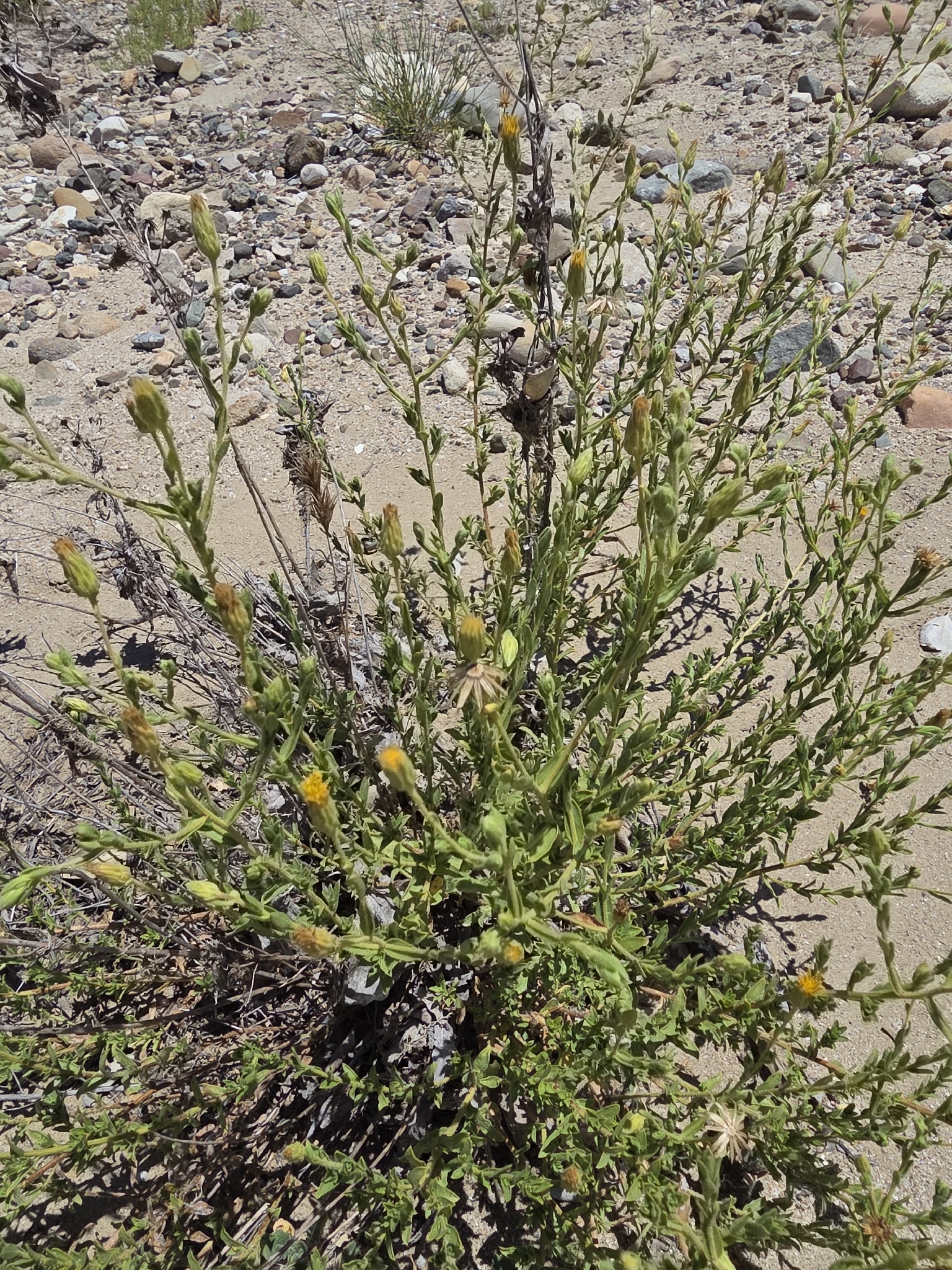 Heterotheca oregona var. oregona