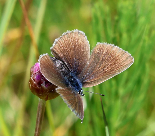 Mazarine Blue