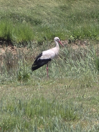 White Stork