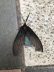 Gynautocera rubriscutellata