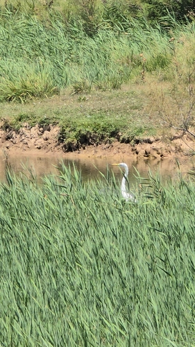 Great Egret