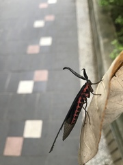 Gynautocera rubriscutellata