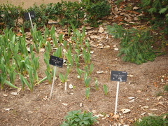 Paeonia delavayi