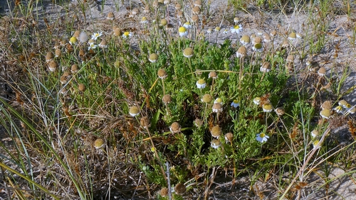 Anthemis maritima, photograph 5