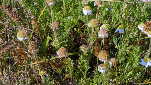 Anthemis maritima, photograph 6