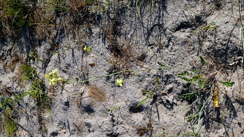 Coincya monensis, photograph 5