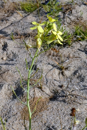 Coincya monensis, photograph 6