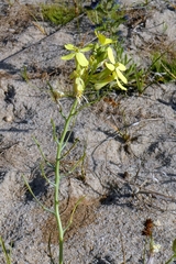 Coincya monensis, photograph author not stated, no rights reserved