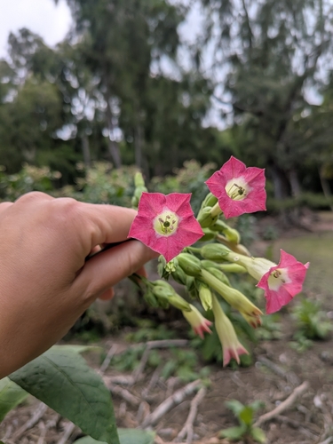 Nicotiana tabacum observed 2026-06-09