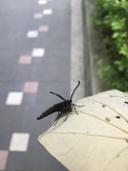 Gynautocera rubriscutellata