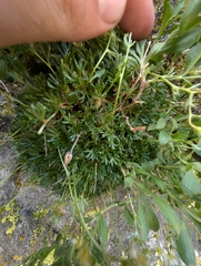 Saxifraga pentadactylis, photograph author not stated, no rights reserved