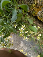 Saxifraga pentadactylis, photograph author not stated, no rights reserved