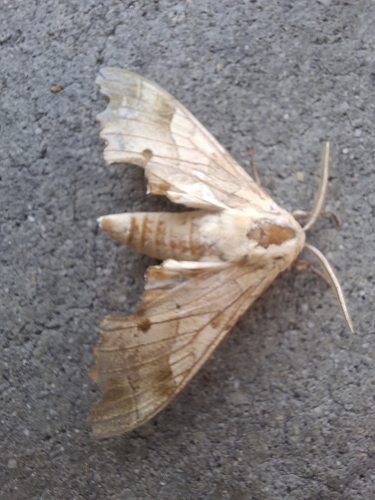 Oak Hawkmoth