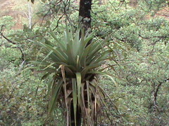 Tillandsia prodigiosa