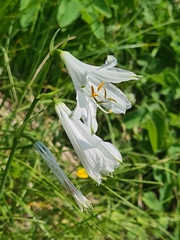 Paradisea liliastrum, photograph (c) Mitch Van Dyke, some rights reserved (CC BY)