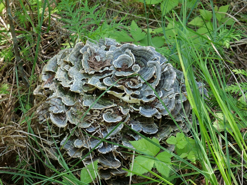 turkey-tail · June 2026 · photo: Photo: no rights reserved · iNaturalist