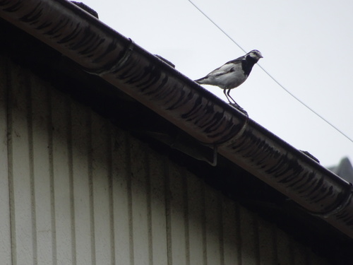Black-backed Wagtail