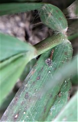 Polytrias indica