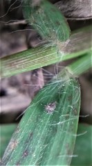 Polytrias indica