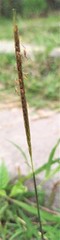 Polytrias indica