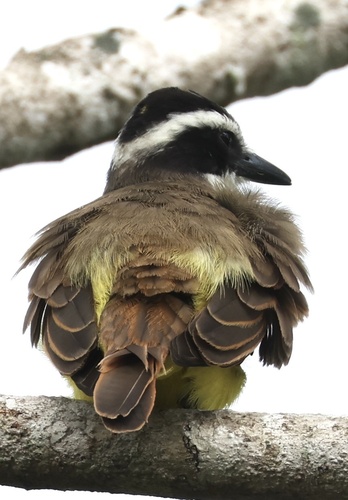 Great Kiskadee