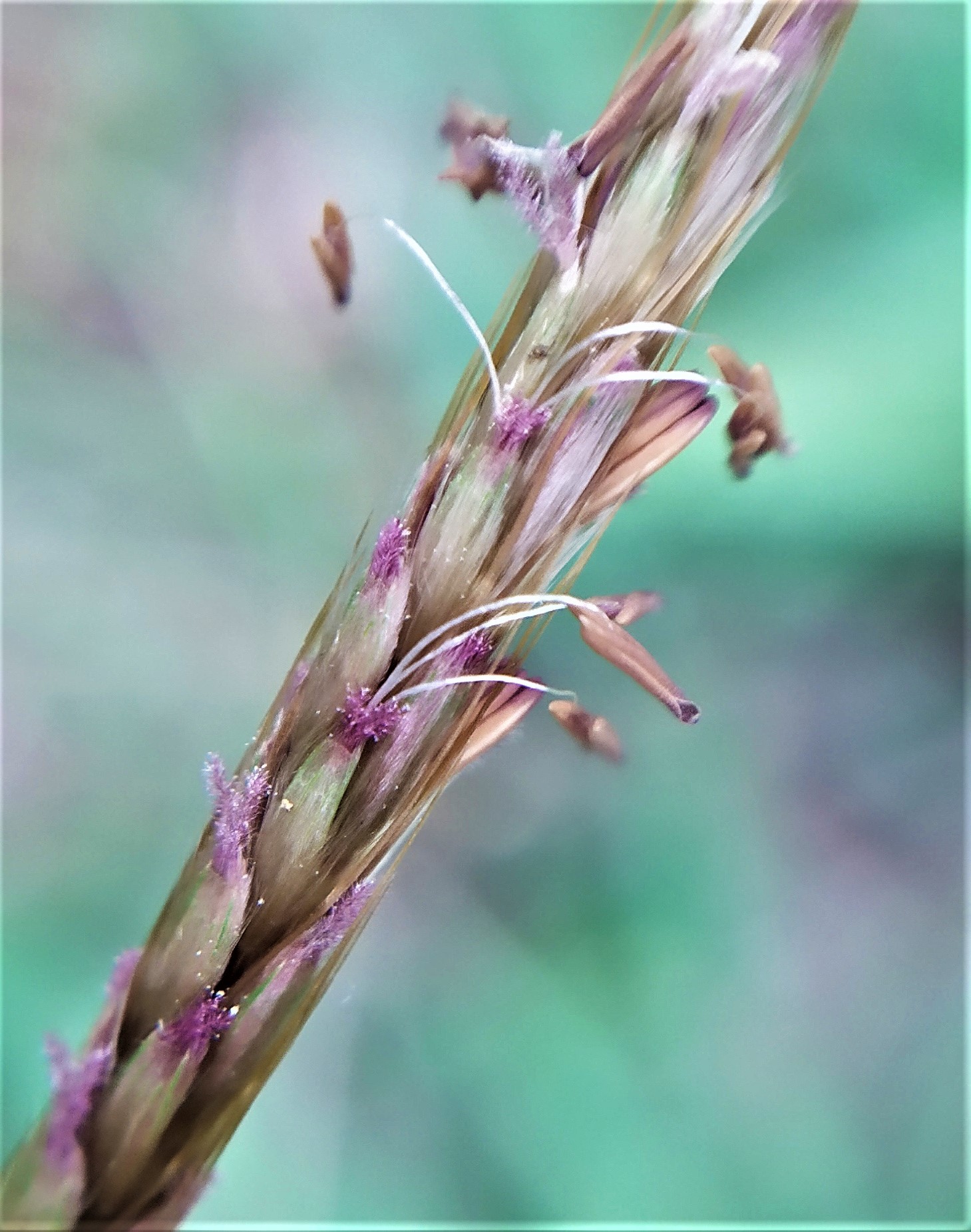 Polytrias