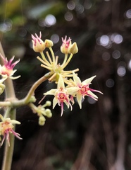 Byttneria grandifolia