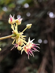 Byttneria grandifolia