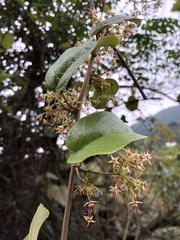 Byttneria grandifolia