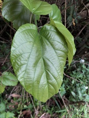 Byttneria grandifolia