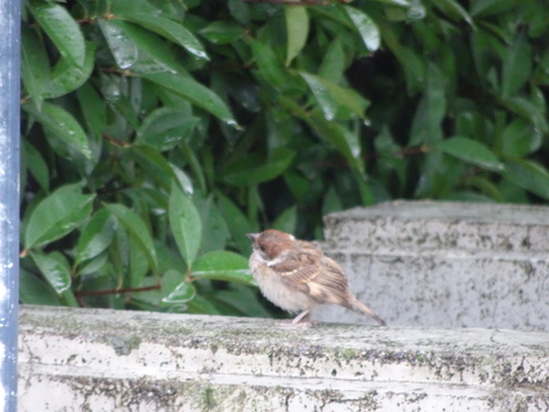 Passer montanus saturatus