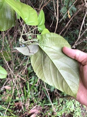 Byttneria grandifolia