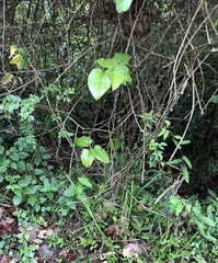 Byttneria grandifolia