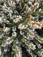 Ericeae