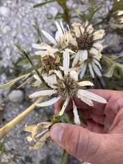 Silphium albiflorum, photograph (c) Cody Stricker, some rights reserved (CC BY)