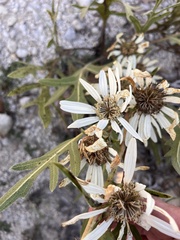 Silphium albiflorum, photograph (c) Cody Stricker, some rights reserved (CC BY)