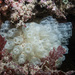 Football Sea-Squirt - Photo (c) Bernard Picton, some rights reserved (CC BY), uploaded by Bernard Picton
