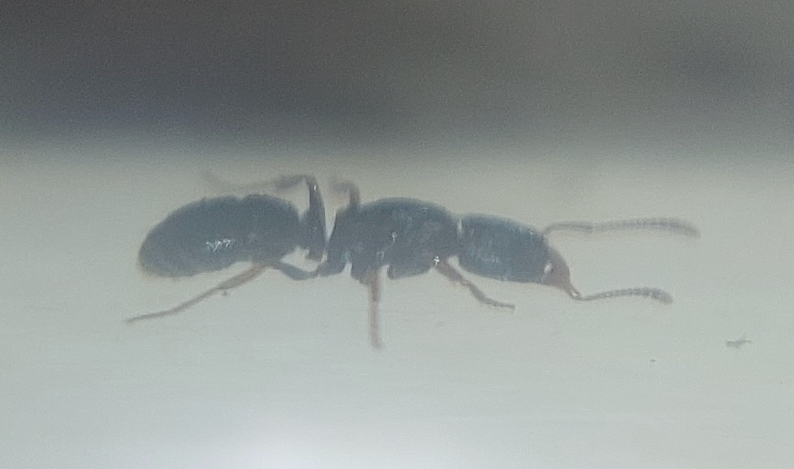 Typhlomyrmex lavra