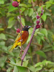 Ploceus jacksoni