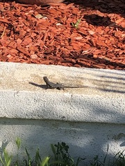 Sceloporus occidentalis