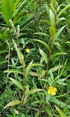 Persicaria barbata