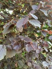 Corylus maxima